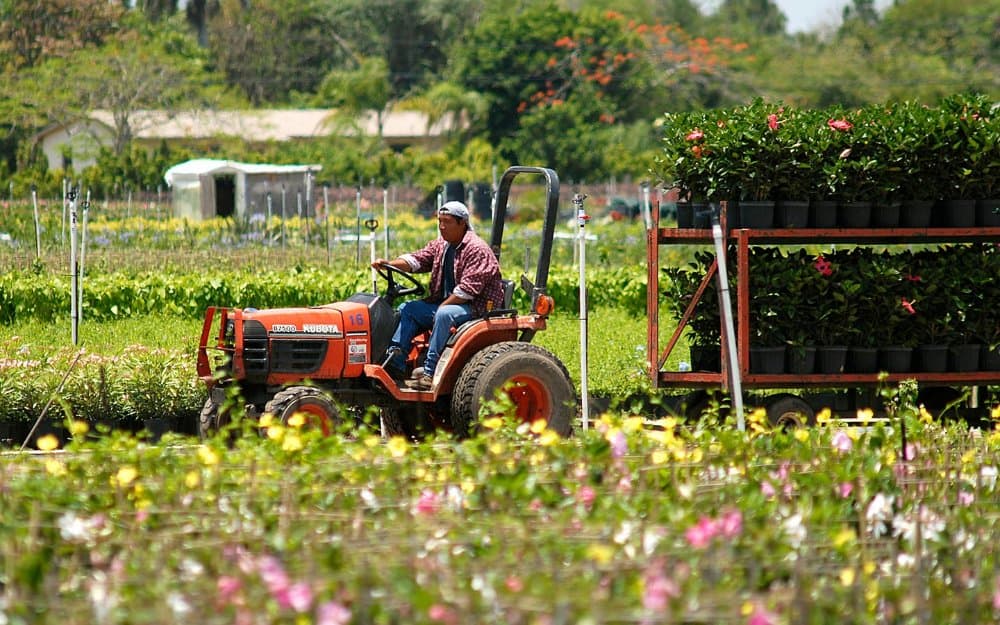 A South Dade nursery worker tending to flowering plants